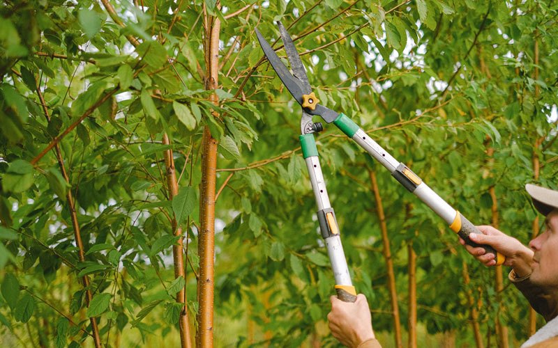 Tree trimming in Toledo, OR